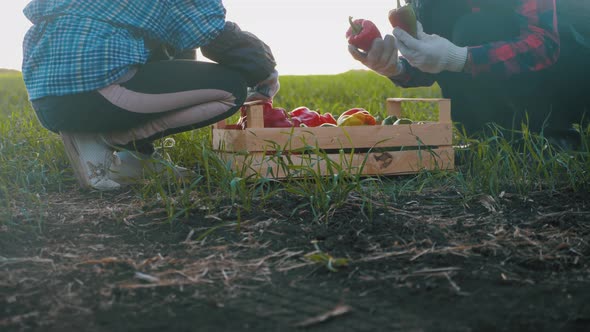 Young Mother and Her Daughter Harvesting Vegetables on a Farm. Family Team of Farmers During  alt