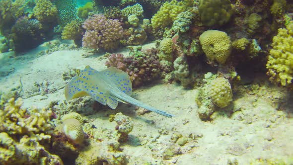 Blue Spotted Stingray on Coral Reef