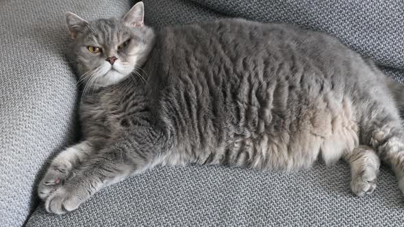 Fat British Cat Sleeps on the Sofa and Looks