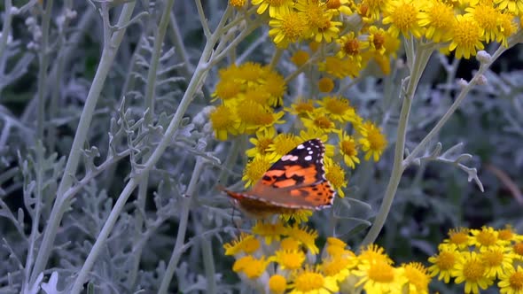 Butterfly Named Vanessa Cardui On Yellow Flowers  alt