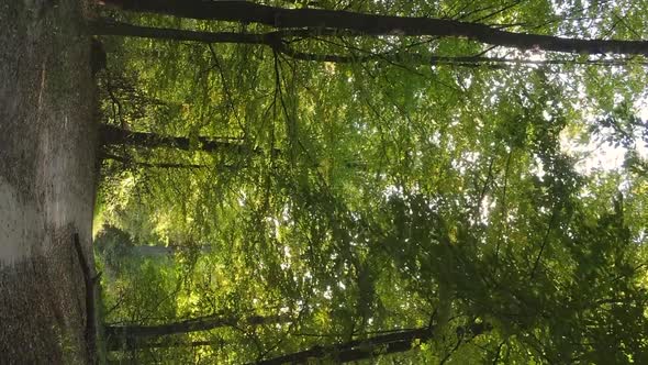 Vertical Video of an Autumn Forest During the Day in Ukraine alt