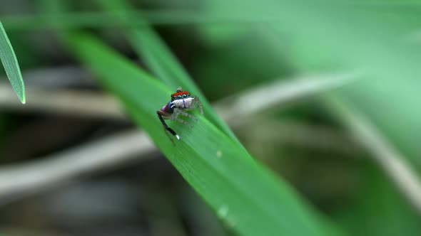 front view of a male m splendens waving its leg to signal a mate alt