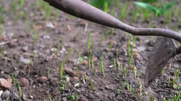 Close Up View of Plucking the Weeds By Hoe alt
