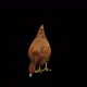 Chicken Eat Front View - VideoHive Item for Sale