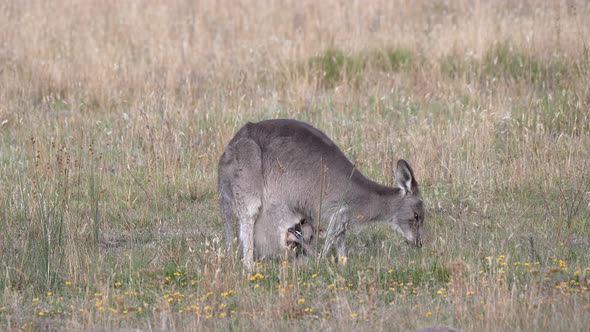 kangaroo, with joey in her pouch, scratches its belly at kosciuszko alt