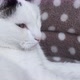 An Adult White Cat with Gray Spots Lies on the Couch Looking Around and Falls Asleep - VideoHive Item for Sale