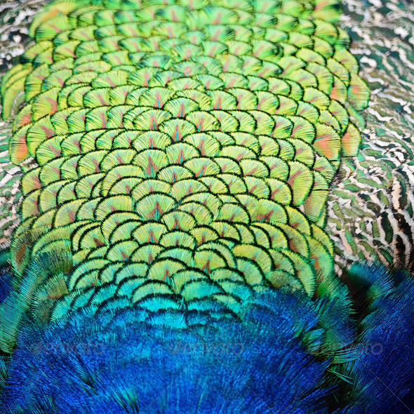 Green Peafowl feather