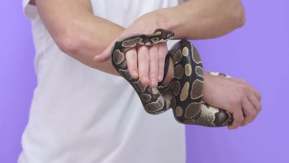 Closeup of a Snake in Human Hands