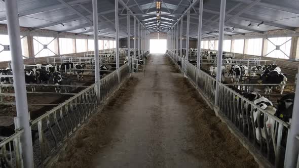 A Separate Room On The Farm Where Calves Are Raised alt