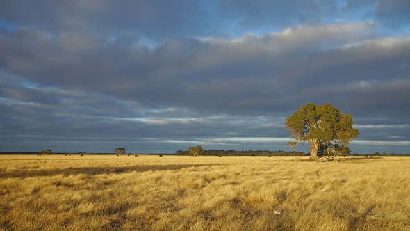 Australian Landscape