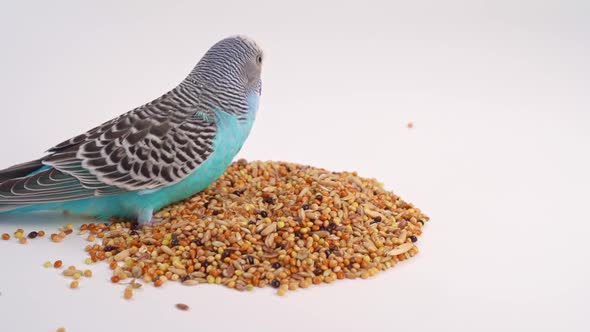 Blue Wavy Parrot Eats Bird Food on a White Background alt