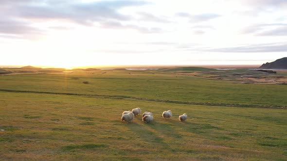Herd of sheep. A flock of sheep runs across the field. Icelandic sheep. Sunset. alt