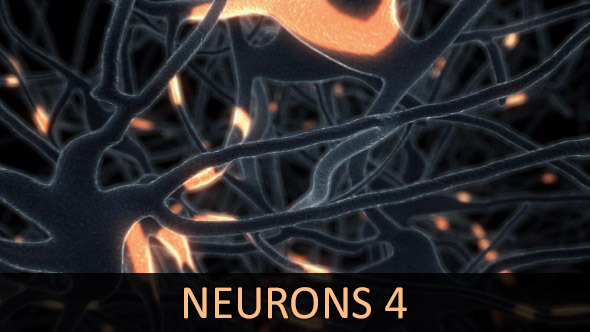 Neurons 4