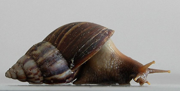 Snail alt