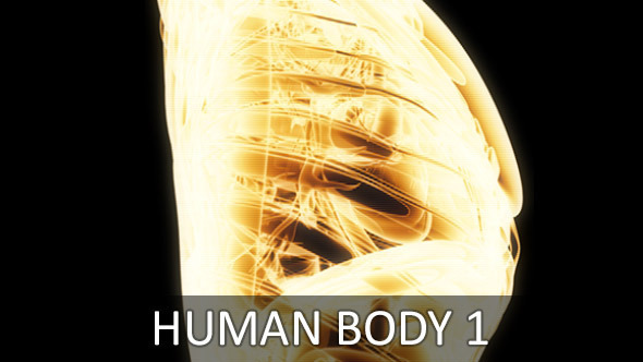 Human Body 1 (2-Pack)