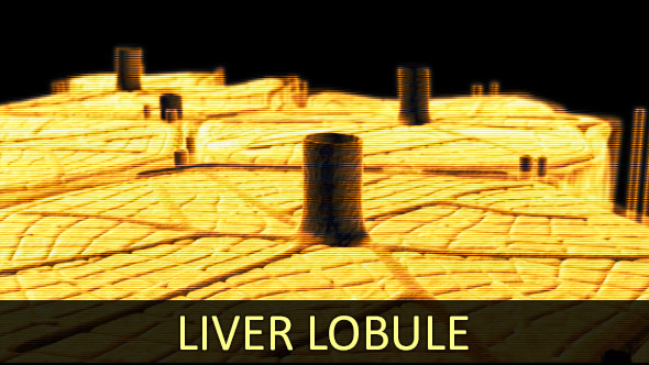 Liver Lobule (2-Pack)