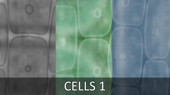 Cells 1 (3-Pack)