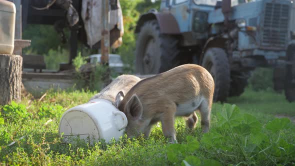 Funny Cute Little Piglets at an Animal Farm. Little Piglets Household. Lovely Pets alt