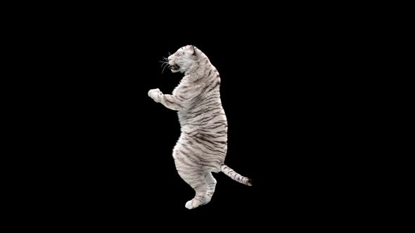White Tiger Dancing HD alt