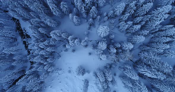 Aerial View Flying Above Trees With Snow 4K