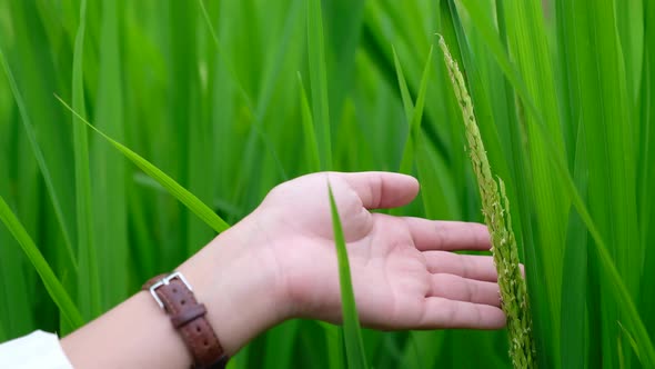 Closeup image of a woman's hand touching rice in a field