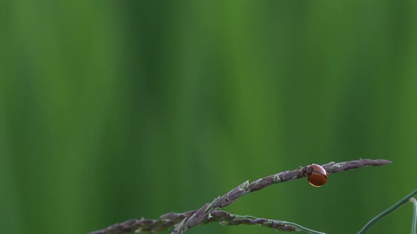 A small bug on a blade of grass.