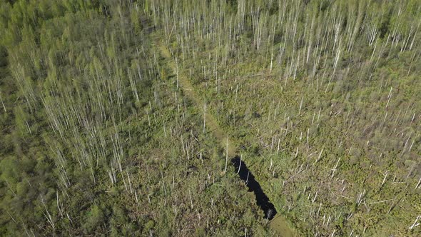 Flying Over Died Dried Trees and Near Green Forest Aerial View alt