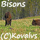 Bisons In The Forest 2 - VideoHive Item for Sale