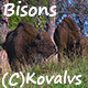 Bisons  - VideoHive Item for Sale
