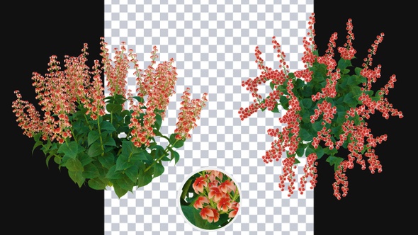 Growing Salvia Flowers alt