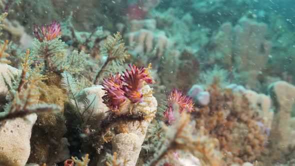 Multiple vibrant pink and purple sea creatures called Nudibranchs on a coral reef. Underwater view alt