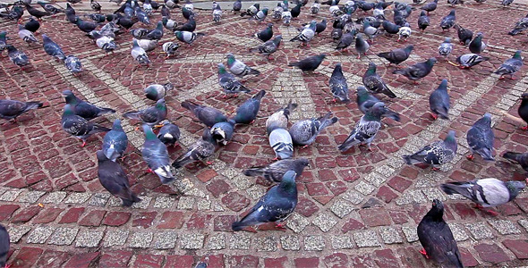 Pigeons Being Fed