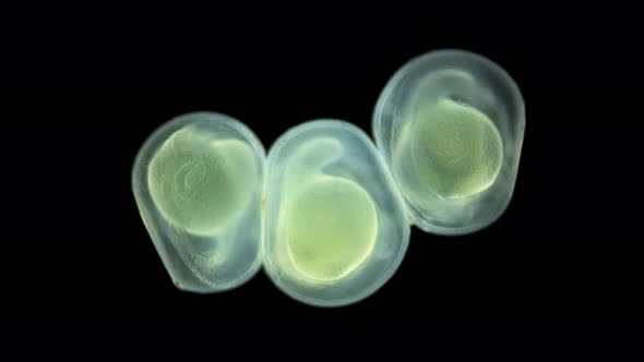Caviar Fish Under the Microscope the Movement of the Formed Embryo is Noticeable alt