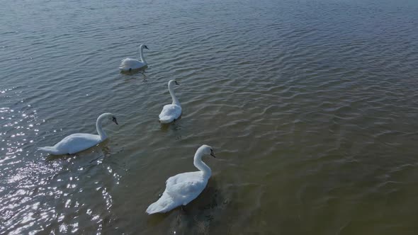 Slow Motion Aerial Filming Drone Flight Around Beautiful Wild White Swans in Lake Waters Lot of alt