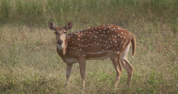 Beautiful Female Chital or Spotted Deer Grazing in Ranthambore National Park, Rajasthan, India alt