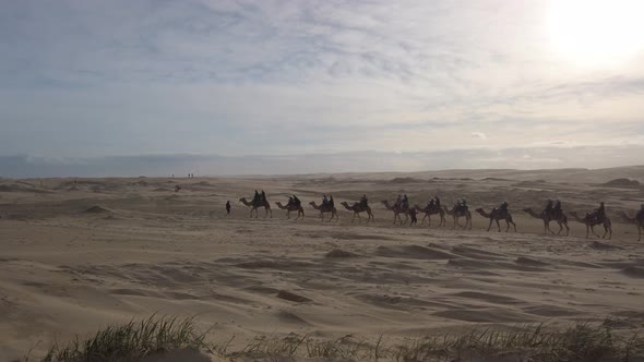 Camels ride  tourists convoy led by the owner at Anna Bay sand dunes desert on a sunny day. Port Ste alt