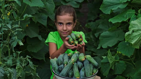 Harvest Cucumbers in the Hands of a Child and a Man alt