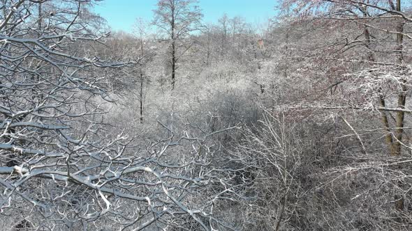 Beautiful Winter Forest