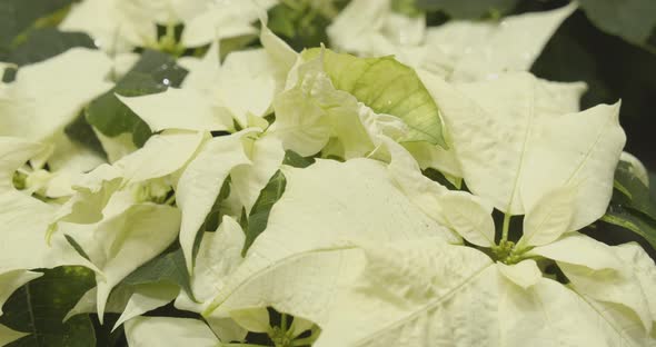 White Christmas star. Poinsettia. Euphorbia pulcherrima. alt