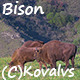 Bison In The Field - VideoHive Item for Sale