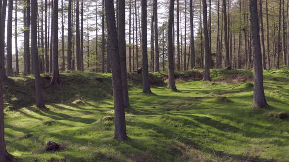 Empty Green Forest at Sunset Slow Dolly Shot alt