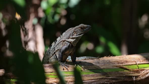 Black Spiny Tailed Iguana (ctenosaura similis), Costa Rica Wildlife and Rainforest Animals, Warm Blo alt
