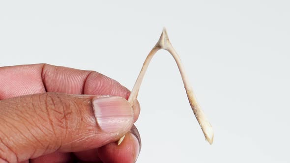 Fingers Hold Chicken Wishbone alt