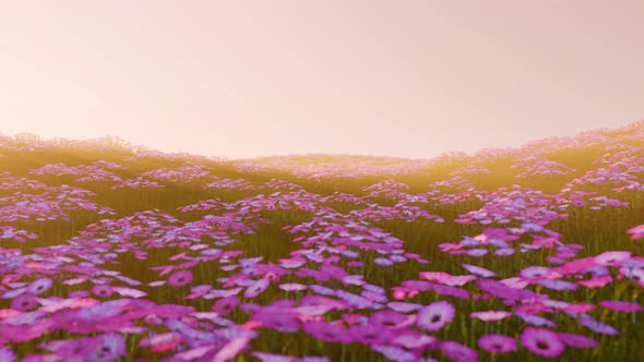 Cosmos Flower In The Field With Sunset