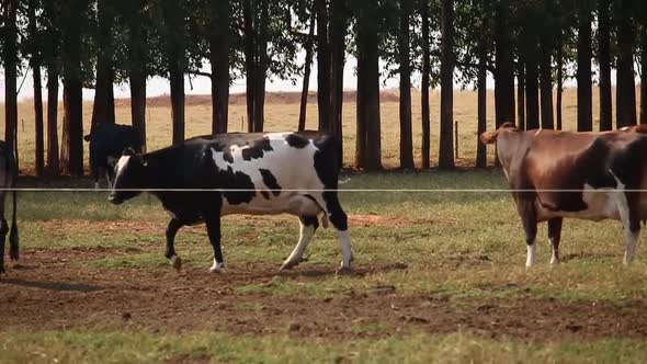 Dairy cows drinking water in feedlot in Brazil.
