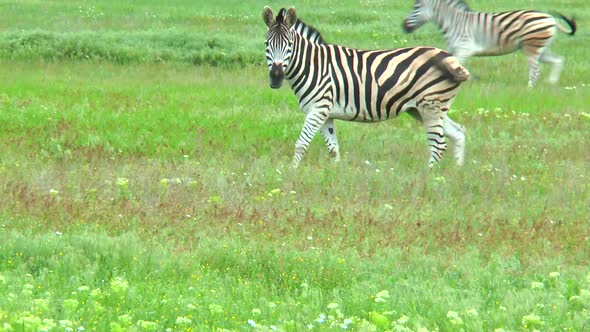 Zebras Grazing in the Steppe