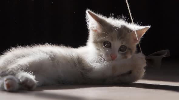 Funny Kitten Trying to Catch the Toy Slow Motion