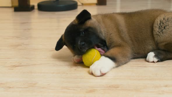 Happy puppy rolling small ball