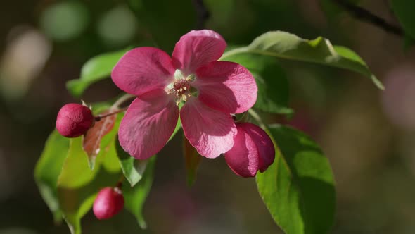 Blooming Apple Trees in the Spring Garden