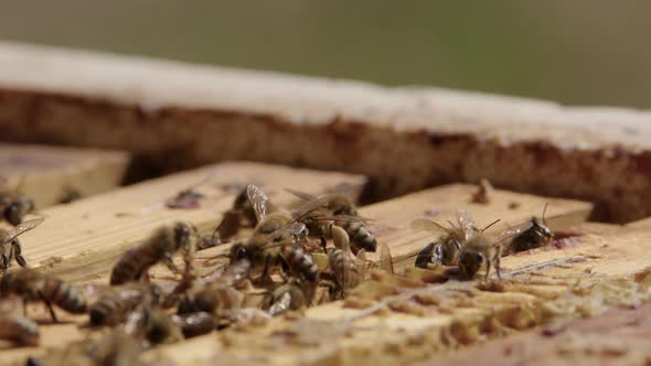 BEEKEEPING - Bees work as frame is put back in the beehive, slow motion close up alt